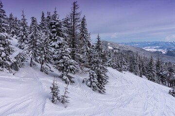 snow covered trees in Carpathian mountains