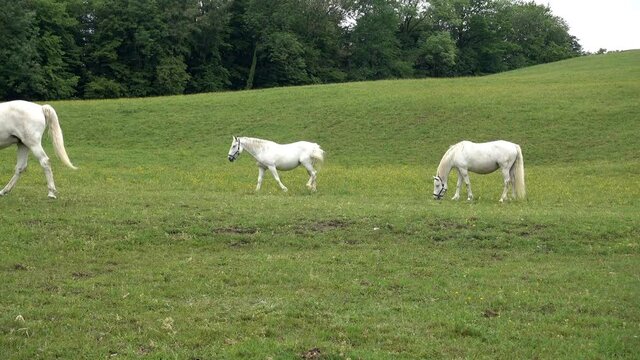 LIPIZZANER FOHLEN . LIPIZZAN FOALS