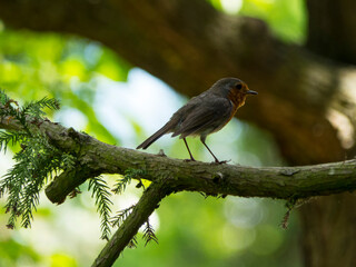 European robin sits on a branch and waits for its partner