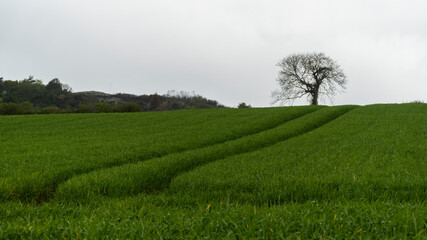 Ireland nature tree farm field
