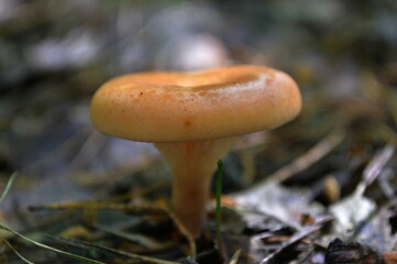 mushroom in the forest