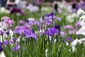 色鮮やかな菖蒲の花　東京都葛飾区　日本