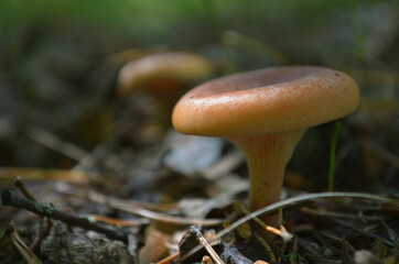 mushroom in the forest