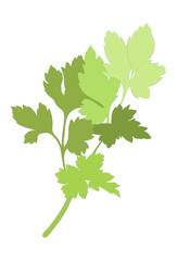 Green Parsley silhouette isolated on white background. Vector illustration. Fresh food