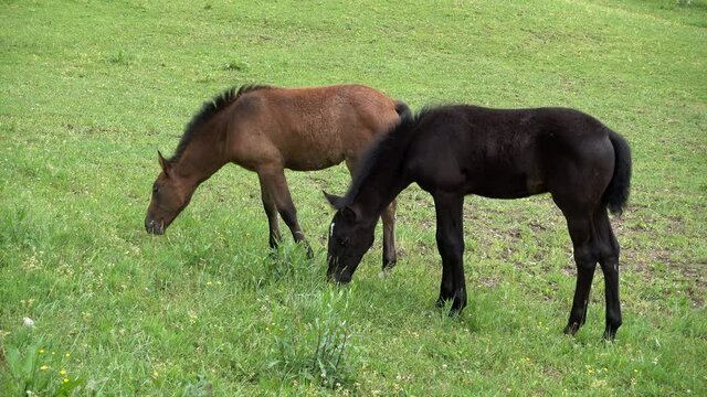 LIPIZZANER FOHLEN . LIPIZZAN FOALS