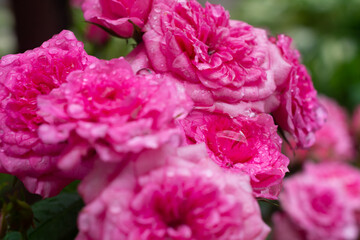 Obraz premium Pink roses with water drops after the rain 