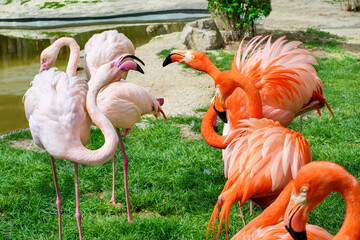 Greater Flamingo (Phoenicopterus roseus) and American flamingo  (Phoenicopterus ruber) near river ready to fight