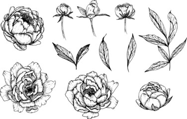 linear Peony flowers, buds and leaves. Hand drawn illustration. This art is perfect for invitation cards, spring decor, greeting cards, posters, scrapbooking, print, wallpaper, wrapping paper, 