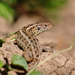 female lizard lacerta agilis