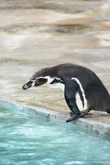 Humboldt penguin (Spheniscus humboldti) stay on bank ready to jump into water