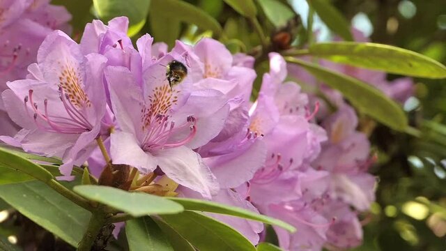 Bee collects nectar in rhododendron plant slow motion