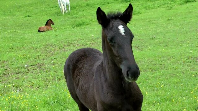 LIPIZZANER FOHLEN . LIPIZZAN FOALS