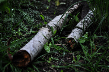 Birch branches on the ground
