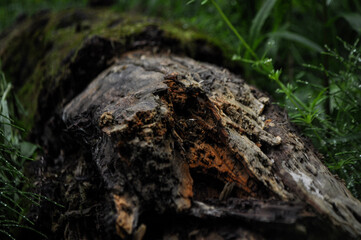 Fototapeta na wymiar old tree with moss