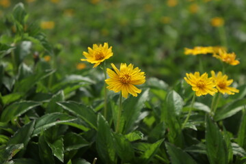 beautiful yellow flower in a frest
