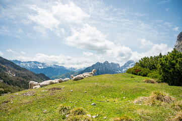 Fototapeta na wymiar Flock of sheep resting on top of grassy hill with picturesque mountain view.