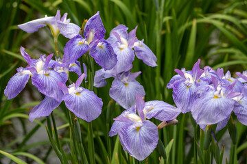 色鮮やかな菖蒲の花　東京都葛飾区