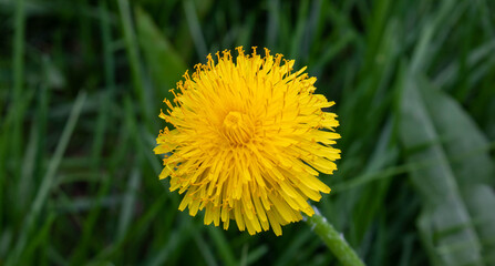 Yellow dandelion. Bright fluffy dandelion flower on the background of green spring meadows.