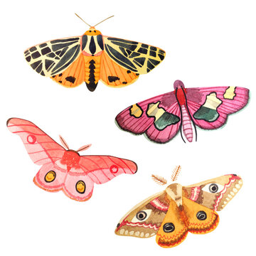 Hand drawn watercolor set with moths isolated on a white background. Pink moths, tiger moths, emperor moth.
