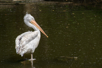 Young Dalmatian pelican (Pelecanus crispus) stay in river and hunts