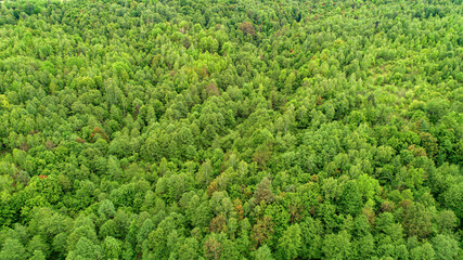 Fototapeta na wymiar Green fresh forest from above.