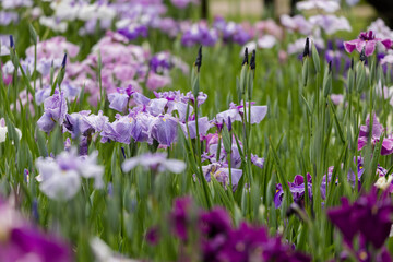色鮮やかな菖蒲の花　東京都葛飾区