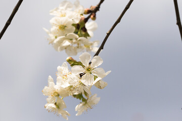 White cherry blossom twig in full bloom against the blue sky.