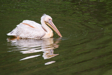Dalmatian pelican (Pelecanus crispus) floats with its beak in river