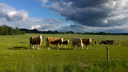 Naklejka na ściany i meble Herd of cows grazing in the meadow