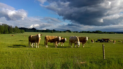 Herd of cows grazing in the meadow