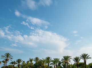 Fototapeta na wymiar Tropical background of palm trees against blue sky.