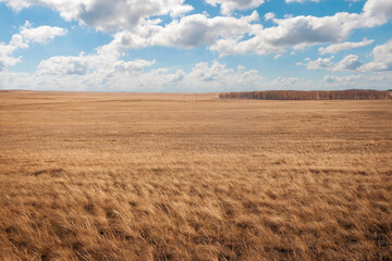 Fototapeta premium Flat Kazakh steppe in the summer. Scorched feather grass field to the horizon