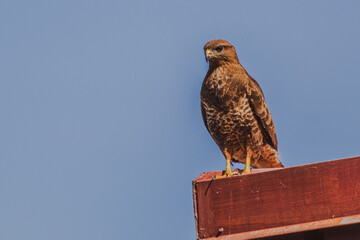 hawk