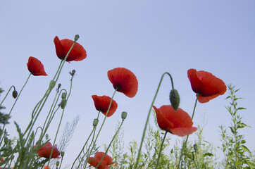 Red poppy