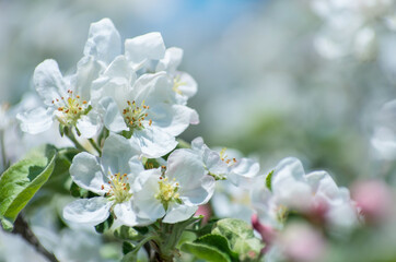 Fototapeta na wymiar Spring Apple Blossom over blue sky.