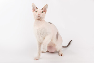 Don Sphynx cat on colored backgrounds