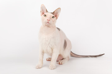 Don Sphynx cat on colored backgrounds
