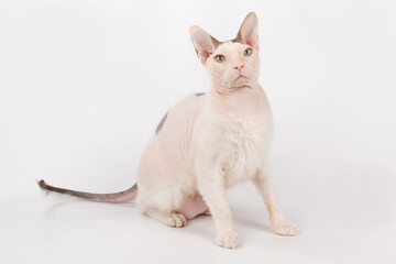 Don Sphynx cat on colored backgrounds