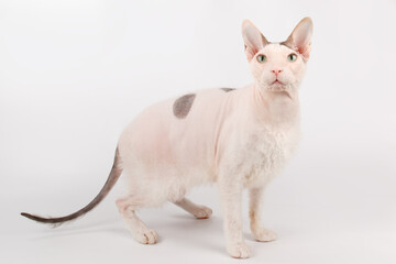 Don Sphynx cat on colored backgrounds