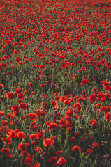 Huge field of blossoming poppies. Poppy field. Field of blossoming poppies. Blossoming poppies. Wonderful red flower poppy field. Summer landscape at sunny day