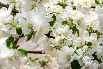 White flowers of apple tree, close up. Tree branches with flowers