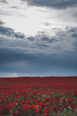 Field of red poppies with dark blue sky before a storm with empty space for text