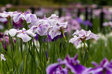 色鮮やかな菖蒲の花　東京都葛飾区　日本