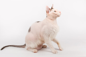 Fototapeta na wymiar Don Sphynx cat on colored backgrounds