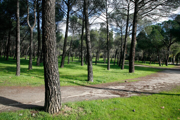 camino en Campo con árboles