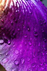water drops on purple flower petal