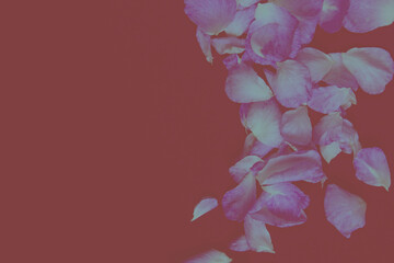Blurry image of pink rose petals on red background, horizontal view, space for your text. Abstract...
