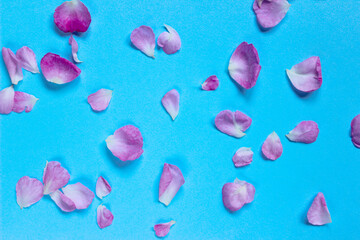 Blurry image of pink rose petals on blue background, horizontal view, space for your text. Abstract botanical backdrop. 