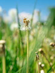 dandelions on a green field in summer time