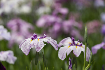 色鮮やかな菖蒲の花　東京都葛飾区　日本